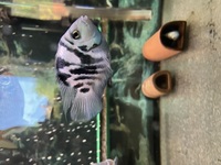 Breeding group of Polar Parrots for sale
