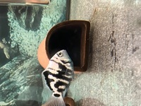 Breeding group of Polar Parrots for sale