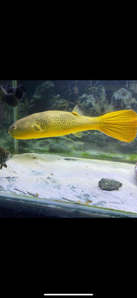 Mbu puffer22inches£450