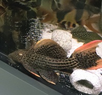 Large L25 Pleco 10 to 11 nches