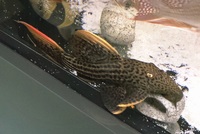 Large L25 Pleco 10 to 11 nches