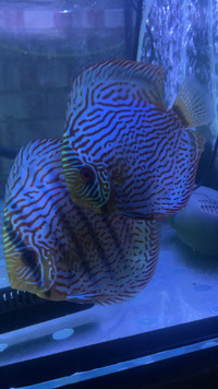 Red turquoise breeding pair