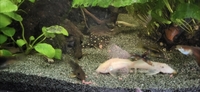 Tropical fish for sale Corys guppys tetras etc reduced 70.00