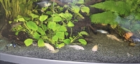 Tropical fish for sale Corys guppys tetras etc reduced 70.00