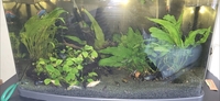 Tropical fish for sale Corys guppys tetras etc reduced 70.00
