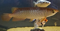 Super high back gold arowana