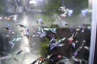 Dumbo Ear Mosaic Guppy Sell Local Pick UP Sell