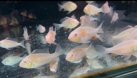Albino hecklei £25