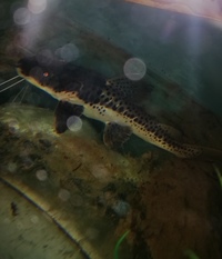 Redtail x tigershovelnose catfish 8/9 inch £25