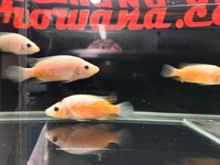 Rare Parachromis Dovii morphs wolf cichlid