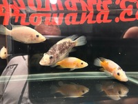 Rare Parachromis Dovii morphs wolf cichlid