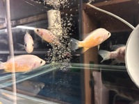 Rare Parachromis Dovii morphs wolf cichlid