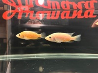 Rare Parachromis Dovii morphs wolf cichlid