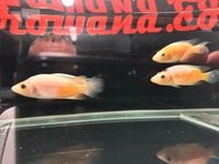 Rare Parachromis Dovii morphs wolf cichlid