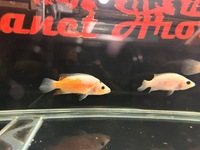 Rare Parachromis Dovii morphs wolf cichlid