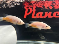 Rare Parachromis Dovii morphs wolf cichlid