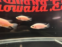 Rare Parachromis Dovii morphs wolf cichlid