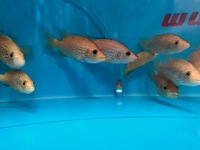Rare Parachromis Dovii morphs wolf cichlid