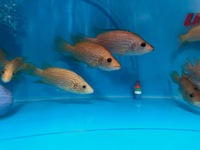 Rare Parachromis Dovii morphs wolf cichlid