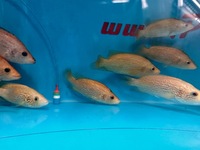 Rare Parachromis Dovii morphs wolf cichlid