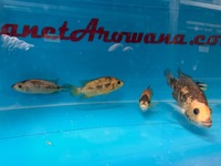 Rare Parachromis Dovii morphs wolf cichlid
