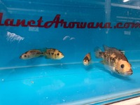 Rare Parachromis Dovii morphs wolf cichlid