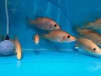 Rare Parachromis Dovii morphs wolf cichlid