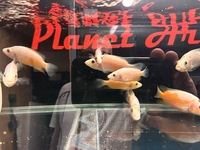 Rare Parachromis Dovii morphs wolf cichlid
