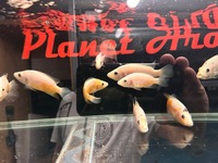 Rare Parachromis Dovii morphs wolf cichlid