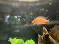 Midas cichlid
