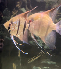 Proven Sexed pair of Adult Red Shoulder Manacapuru Angelfish,