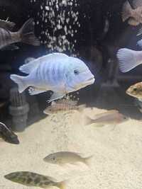 Malawi mbuna