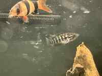 Jaguar cichlid