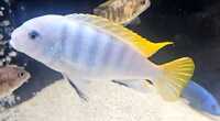 Yellow tail Acei males x2