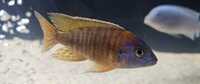 Strawberry malawi cichlids