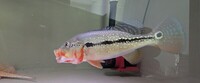 Fogo bass 8 inch 200