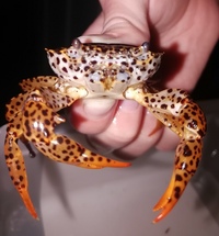 Panther crab FREE, freshwater and tropical crab.