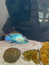 electric blue acara SOLD