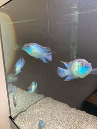 electric blue acara SOLD