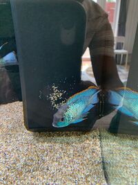 electric blue acara SOLD