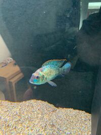 electric blue acara SOLD