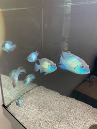 electric blue acara SOLD