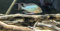 Geophagus Altifrons Rio Tocantins and Pair of Heros Efasciatus Rio Tocantins Wild
