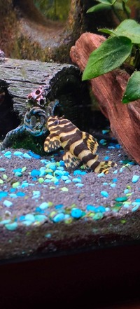 L134 Leopard Plecos X2   unsexed   £80