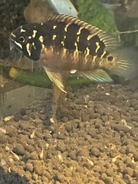 Ivanacara bimaculata