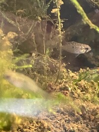 Ivanacara bimaculata