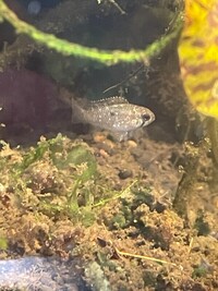 Ivanacara bimaculata