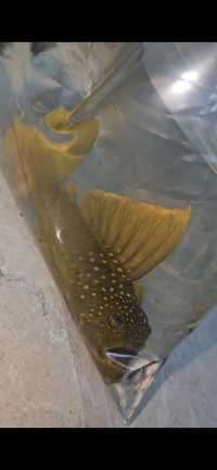 Large Hi-Fin Green phantom 5/6inch £60 BARGAIN 