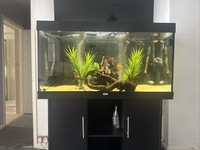 Juwel rio 300 black
