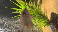 Various cichlids